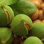 AFA mounts crackdown on dealers of macadamia nuts