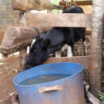 Kiambu: Igegania residents decry rising livestock theft, insecurity