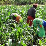 State aligns agricultural agencies to cut food imports 