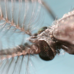 The mosquito is one of the world’s most studied insects. Here’s why.
